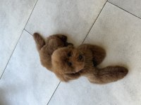7 AYLIK DİŞİ BEBEK TEMEL EĞİTİMLERİ VAR AŞILI POODLE