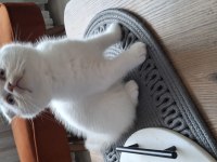 Beyaz sevimli scottish fold erkek yavru
