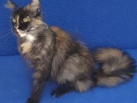 Süper Dişi Maine Coon Kaçmaz Güzellik