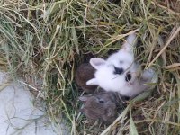Cüce tavşan ve lop tavşanı