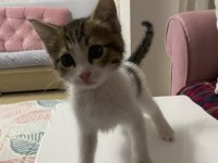 Sıcakkanlı oyuncu bir kedimiz