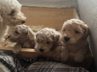 Toy poodle