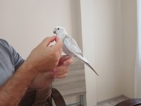 10 aylık ele alışık wifi sultan papağanı