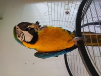 Full Evcil İnsan Ayırmaz Konuşan Macaw