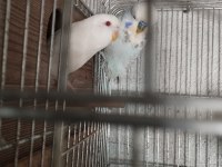 40 günlük alıştırmalık jumbo kırığı muhabbet kuşu yavrular