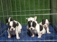 French bulldog sevenler A kalite
