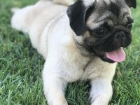 Safkan pug
