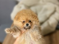 Pomeranian boo köpeği