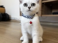 ANNE BABA ŞECERELİ BEBEK KEDİLER