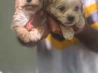 Maltipoo yavrularımız