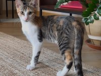 4 AYLIK DİŞİ YAVRU ÜCRETSİZ SAHİPLENDİRME KEDİMİZE