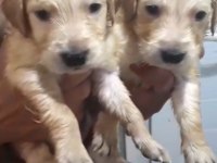 Safkan golden retriever yavrularımız mevcut