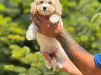 Maltipoo cinsi bebeklerimiz