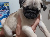 Pug Mops Bebekler