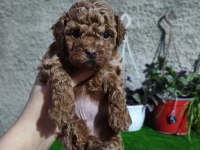 Dişi poodle yavrumuz