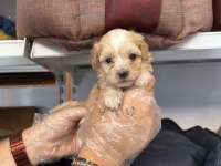 BABYFACE MALTİPOO YAVRULARIMIZ