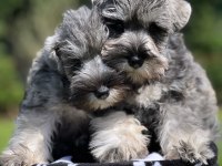 FCI şecereli Miniature SCHNAUZER