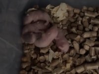 ÖZEL RENK HAMSTER
