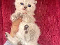 Minnoş Scottish Fold Bebeklerimiz