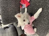 Pomeranian Uslu Spitz