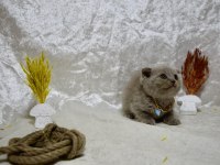 Dikkat Çekici Güzellikte Scottish Fold Yavrumuz