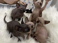 Sphynx sfenks tüysüz dişi erkek yavru