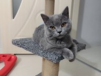 British Shorthair 1 Yaşında