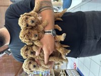 A kalite orjinal poodle