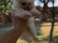 Sağlık ve ırk garantili ayı surat pomeranian yavrular