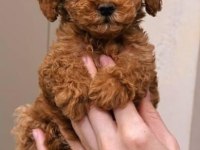 Toy Poodle