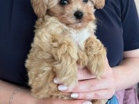 Maltipoo Yavruları Evde büyüyen Bebeklerim