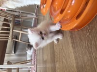Bembeyaz 2 Aylık Erkek Saf Chinchilla Kedisi