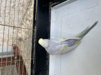 1 adet 2 aylık dişi rainbow muhabbet kuşu