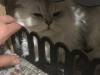 1 yaşında safkan erkek chincilla