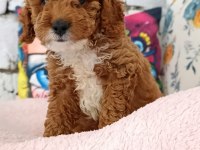 Poodle çift renk