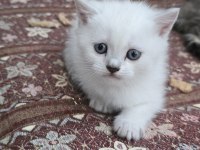 British Ve Blue Point Yavru Kedimiz