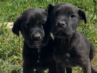Babası Cane Corso annesi Rottweiler olan güzellikler