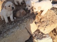 2 erkek ve 2 dişi golden retriever
