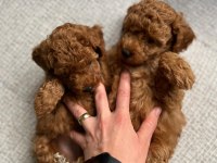 Orjinal poodle yavrular