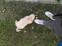 4 AYLIK MALTIPOO