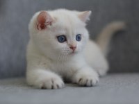 ERKEK GOLDEN BRITISH SHORTHAIR
