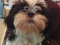 ŞİTSU KÖPEĞİM BELLADİSİ