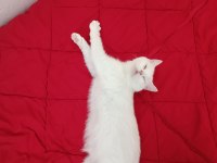Dişi british longhair cinsi kedimiz