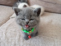 Safkan koca kafa british shorthair