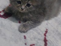 Sevimli bebek kediler