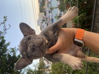 Aşıları yapıldı teslime hazır fransız bulldog yavrular
