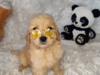 Orijinal Golden Retriever Bebeklerimiz