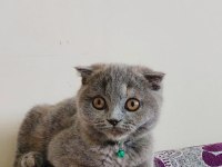 Gri Scottish Fold Dişi