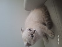 Yavru scottish fold kedisi