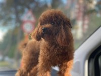 YETİŞKİN DARK RED KORE POODLE ERKEK KUYRUKSUZ